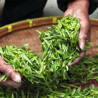 Incredible Health Benefits of Herbal and Green Tea