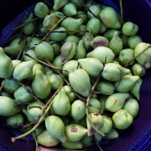 kakadu plum